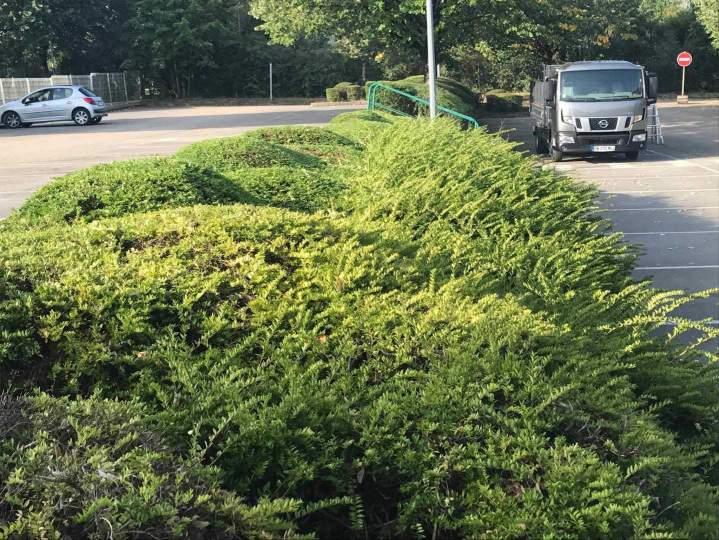 Taillage d'arbustes Pugey