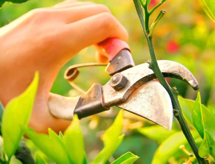 Nous élaguons les arbres de petite et de grande taille.