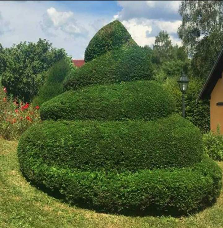 Taillage d'arbustes Pugey