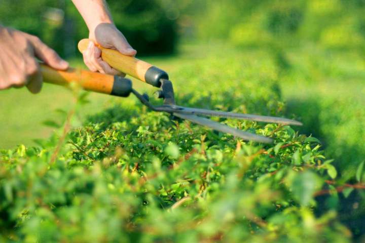 Taille de vos arbustes par des jardiniers professionnels