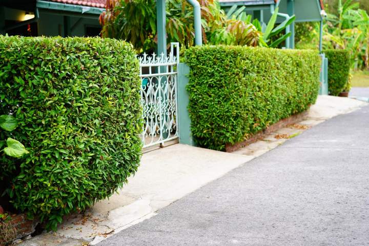 Taillage d'arbustes Pugey